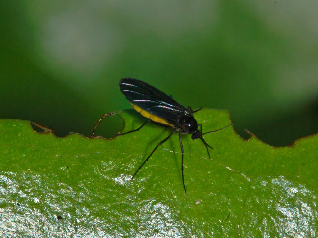 Sciara sp. (Sciaridae)